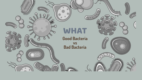 good bacteria and bad bacteria in the mouth