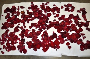 Rose petals drying on baking parchment.