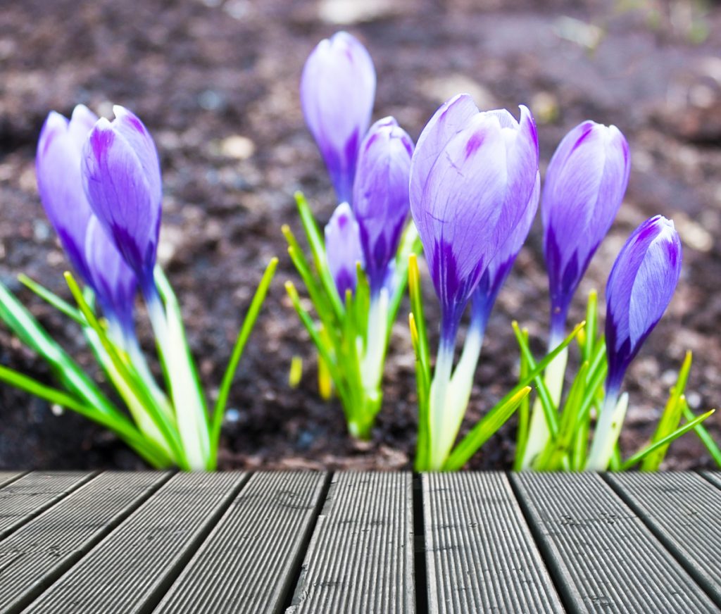 Group of violet crocus near a walkway