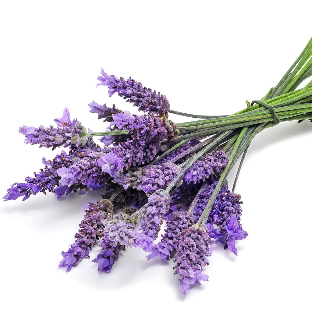 Lavender Essential Oil – Saffron Herb Co.