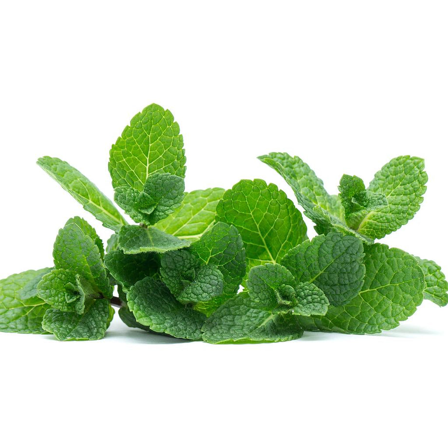 Essential oil essential and chocolate with mint leaves isolated Stock Photo  by ©tananddda 24045539