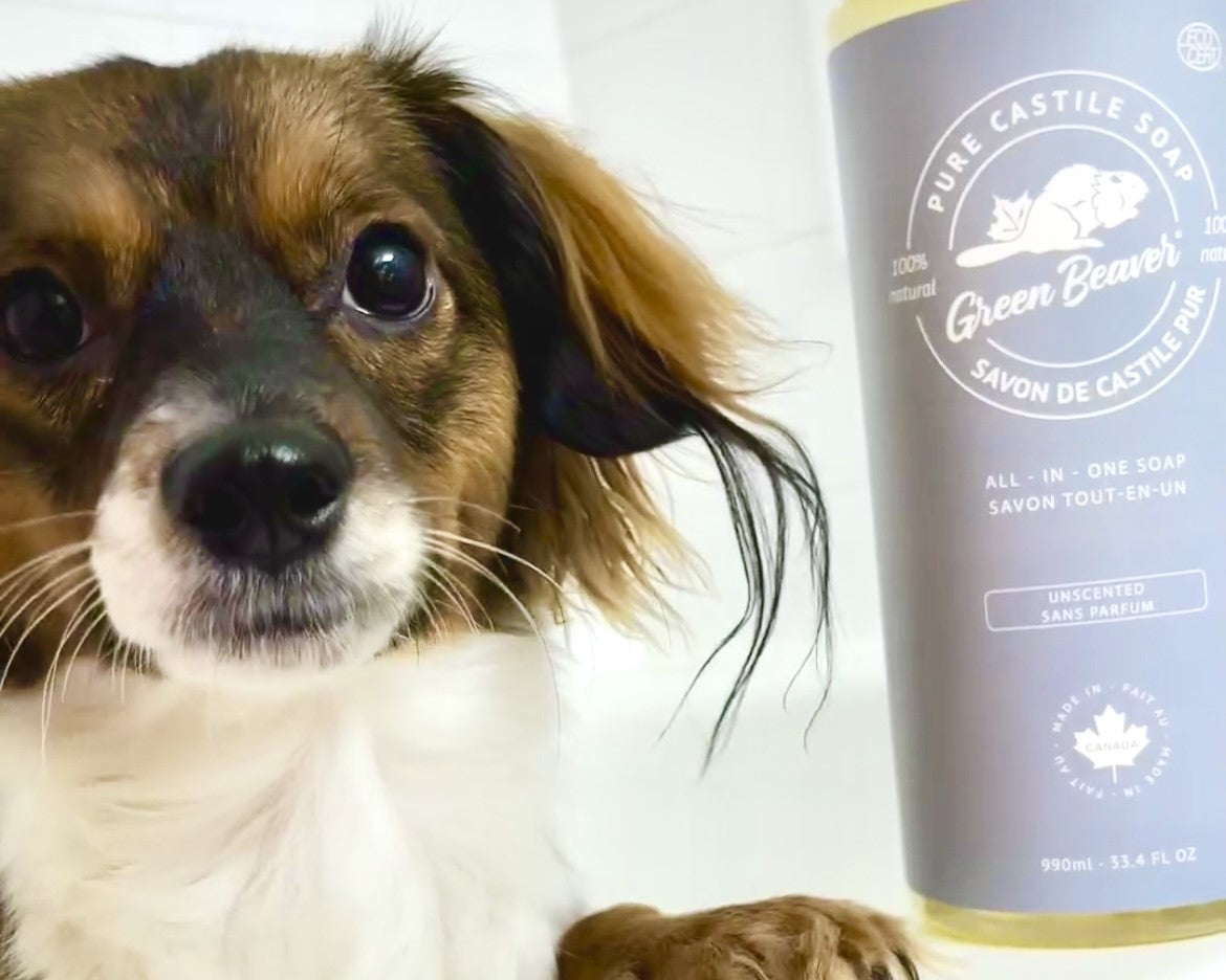 Cute little brown and white dog is in the bath with Green Beaver's Unscented Castile Soap