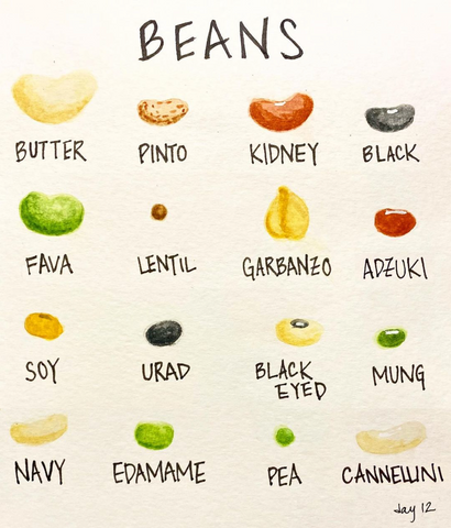 "Beans" above a watercolour painting of 16 types of beans, from top and left to right: butter, pinto, kidney, black, fava, lentil, garbanzo, adzuki, soy, urad, black eyed, mung, navy, edamame, pea, cannellini.
