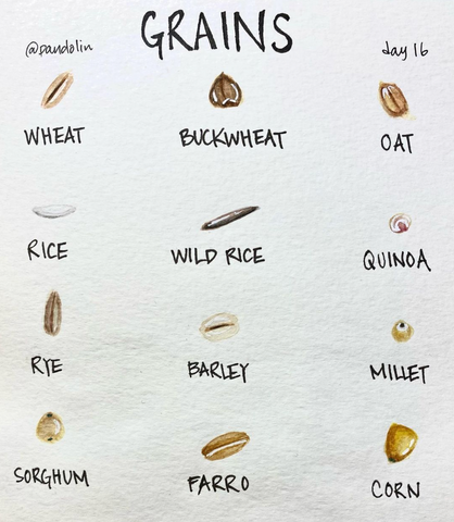 "Grains" above a watercolour painting of twelve beans, from left to right and top to bottom: wheat, buckwheat, oat, rice, wild rice, quinoa, rye, barley, millet, sorghum, farro, corn.