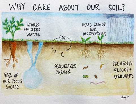 "Why care about our soil?" above a watercolour painting of a cross-section of soil, with text from right to left: "95% of our food's source", "stores + filters water", "sequesters carbon", "hosts 25% of our biodiversity", "prevents floods and droughts"
