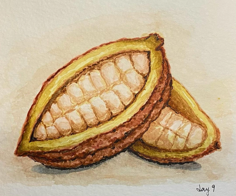 A watercolour painting of two brown and yellow cacao beans, split open. Inside it looks almost like corn.