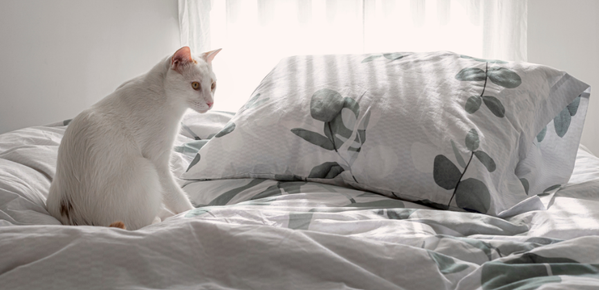 Gato blanco sobre cama deshecha