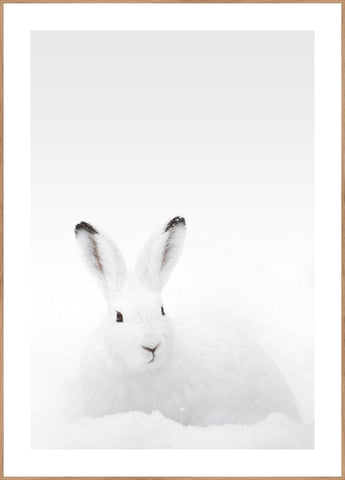 White Rabbit | FRAMED PRINT