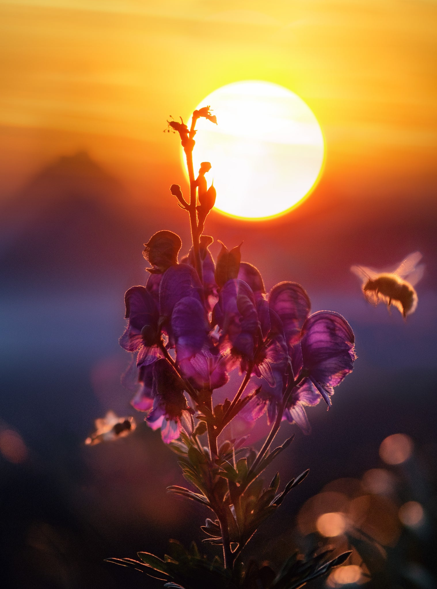 Honeybee with flower at sunset