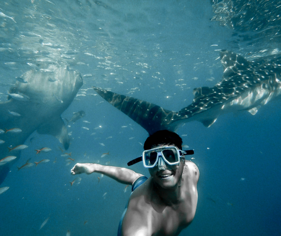 Swim with sharks in Fiji