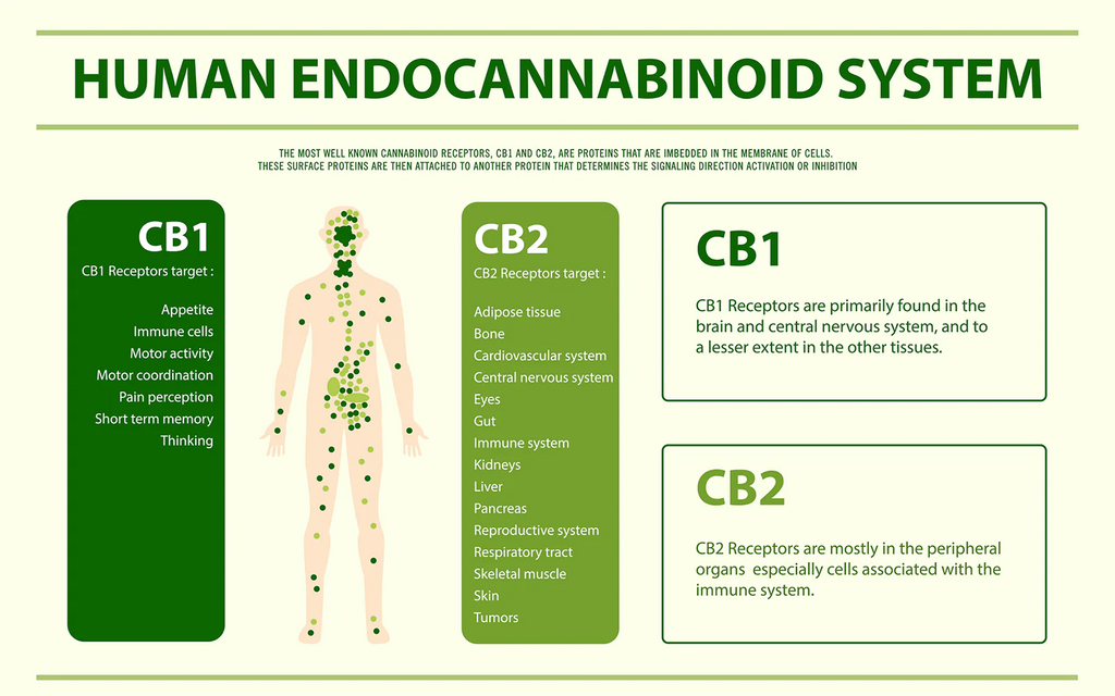 Endocannabinoidsystem (CB1, CB2)