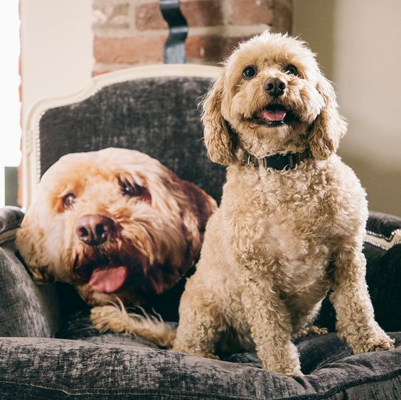 Pet Photo Cushion