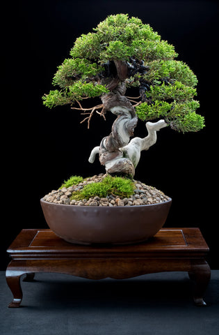 Photo credit Willow Bonsai Shop from blog 'The Story of a Little Shimpaku, from Japan to South Africa' 2018