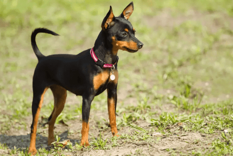 Cama Para Cachorro, Cama De Cachorro, Cama Pet, Cama Cachorro, Caminha Cachorro, Cama Cao, Caminhas Para Cachorro, Camas Pet, Cobertor Para Cachorro, Cobertor Cachorro, Manta Para Cachorros, Cobertor De Cachorro, Cobertor Pet, Roupa De Frio Para Cachorro, Roupa Frio Cachorro, Roupa De Frio Cachorro, Roupa De Frio Pet - Boompreçopet