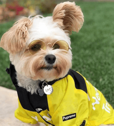 Roupa de Frio Para Cachorro | Casaco Impermeável e Refletivo - Boompreçopet