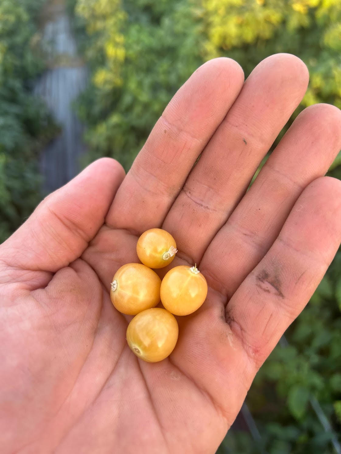 Ground Cherry- Mary Niagara  OG