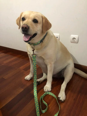 Set de collar y leash guineo - Pins & Needles por Nino