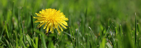 Dandelion in a green lawn