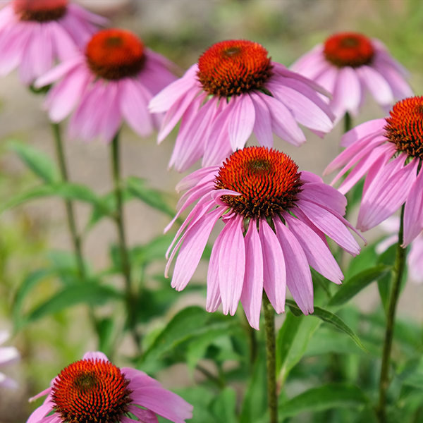 Echinacea