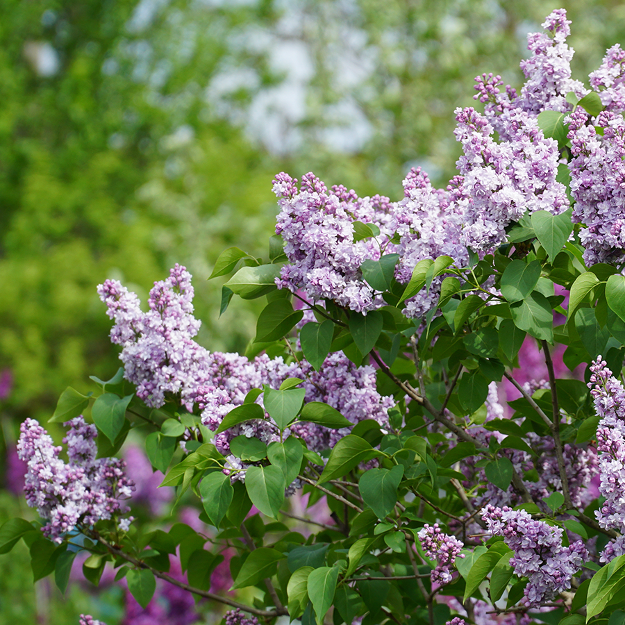 lilac