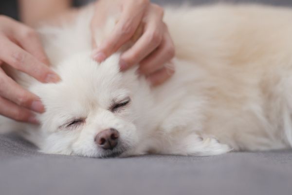 dog receiving massage