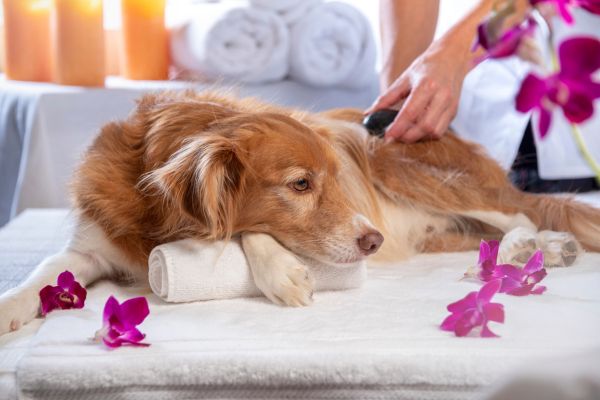 relaxed dog getting massage