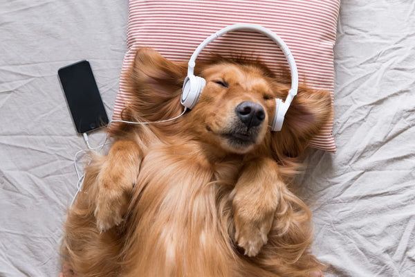 Dog listening to music for calming Halo Pet Crystal Blog