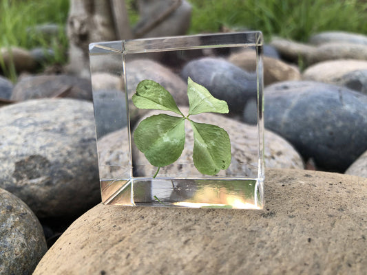 Real Large Four Leaf Clover Cube 2”