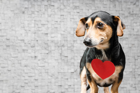 petchef - καρδιά του σκύλου - καρδιοπάθεια