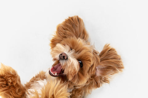 petchef - σκύλος ζητά χάδια - χαρούμενος