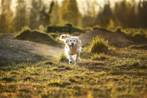 petchef - εκδρομή με τον σκύλο -  σκύλος τρέχει