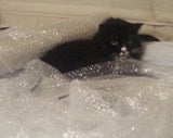 cat hiding in packaging