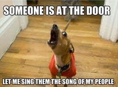 dog reaction to doorbell