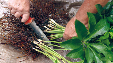 dividing landscape plants is an easy way to find and eliminate weeds