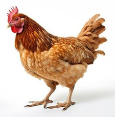 chickens is a great animal to have in your backyard to help sustain your family in an emergency