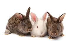 bunnies are a great animal to have in your backyard when an emergency situation happens for a good source of meat