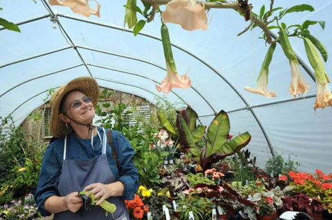 The Amish know how to make healing remedies from all sorts of plants and to use them to make amazing meals. 