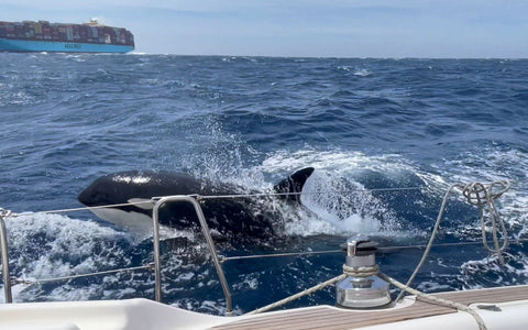 orca's are attacking yachts to save their territory and protect their families 