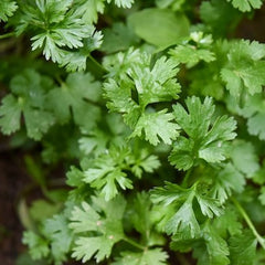 parsley is a great product to plant in the fall for winter harvest