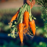 carrots are a great produce to plant in the fall for winter harvest