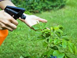 herbicides can be used to eliminate weeds in your garden, lawn or flower beds