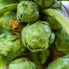 brussel sprouts are a great item to plant in the fall to harvest in the winter