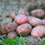 potatoes are a great food source to plant in the fall for winter harvest