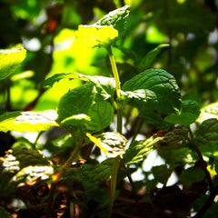 there are many different types of herbs that can be harvested in winter