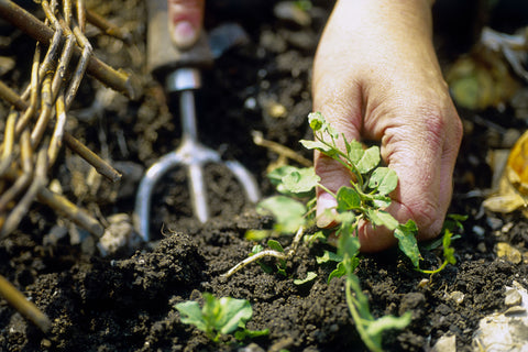 viruses in the soil can cause your plants to die, you need to vaccinate your plants so they can survive