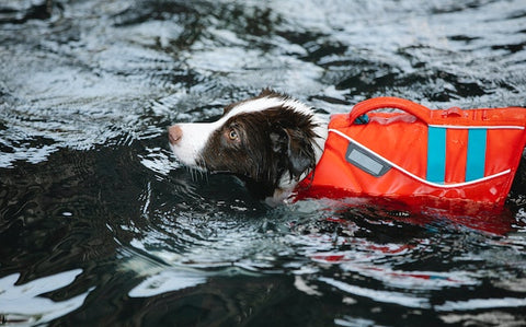 dogs can get exhausted when swimming and need to always be wearing a life jacket