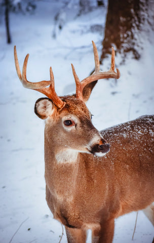 Beautiful four point buck in nature, go golfing to reconnect with nature and enjoy spirit and get out of the city to get yourself centered, back in peace, less stressed, reduce depression and feel joy