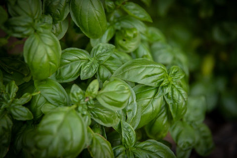 basil is a great herb to plant in your garden