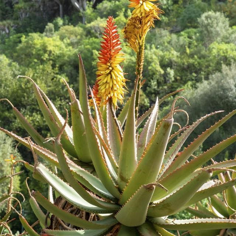 aloe vera is a great plant to have around for medicinal purposes