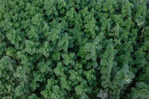 Oregano  is a great herb to have in your garden for a large number of reasons